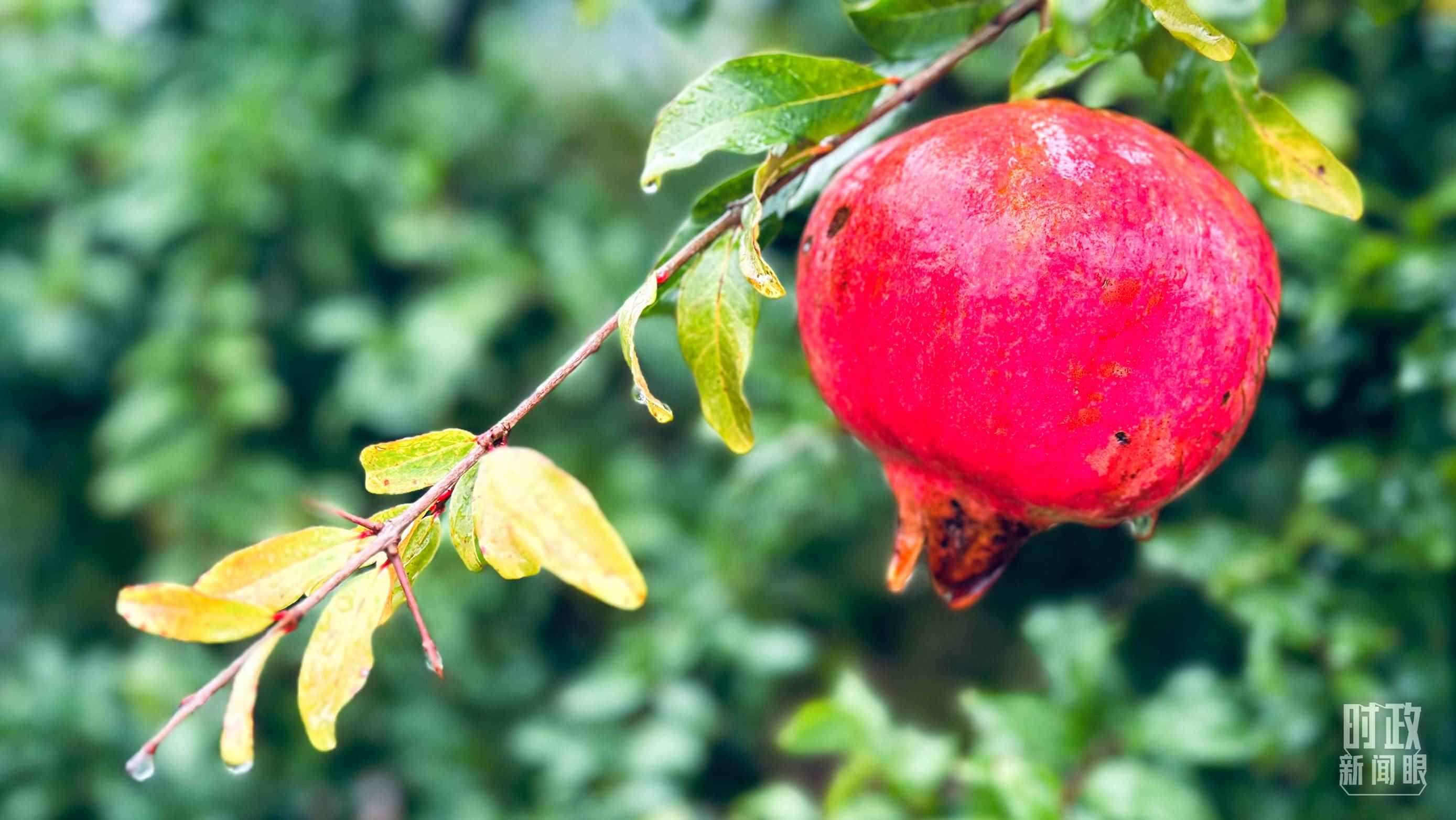 △山東省棗莊市冠世榴園，石榴紅了。（總臺(tái)央視記者范一鳴拍攝）