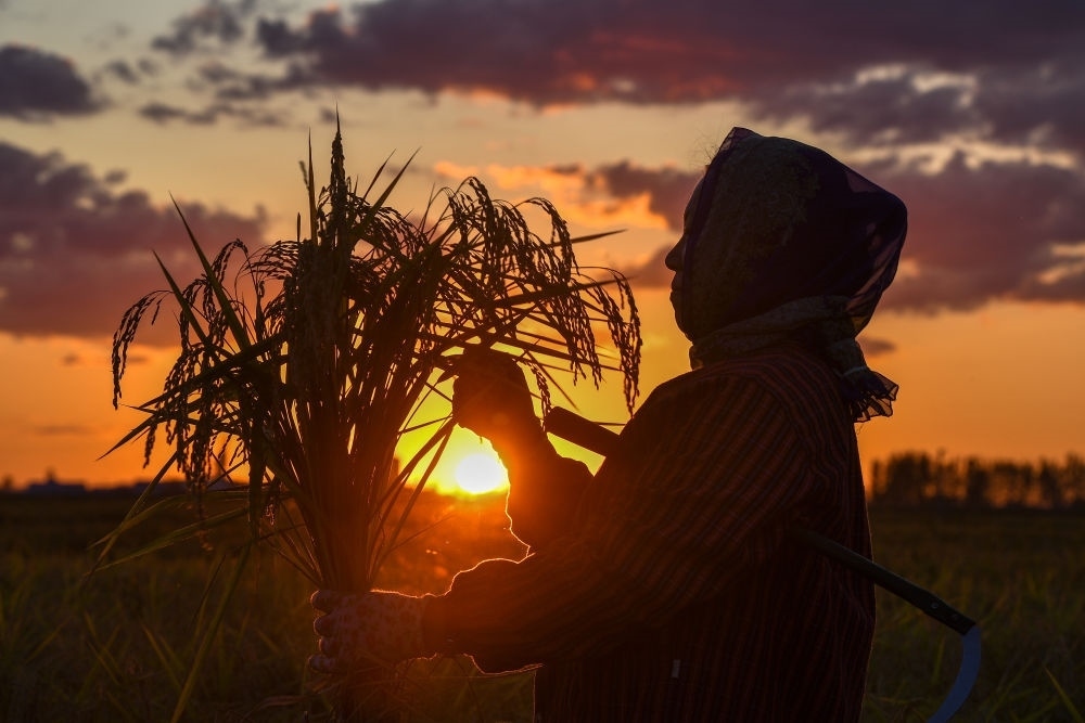 農(nóng)民在吉林省吉林市永吉縣萬昌鎮(zhèn)花家村收割水稻（2023年9月12日攝）。新華社記者 張楠 攝