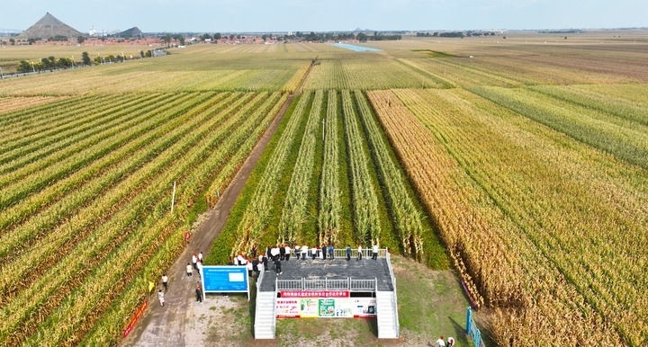 在遼寧省鐵嶺縣蔡牛鎮(zhèn)，外地農(nóng)民到張莊玉米合作社的大田里學(xué)習(xí)玉米選種和栽種技術(shù)（2023年9月26日攝，無人機照片）。新華社記者 楊青 攝