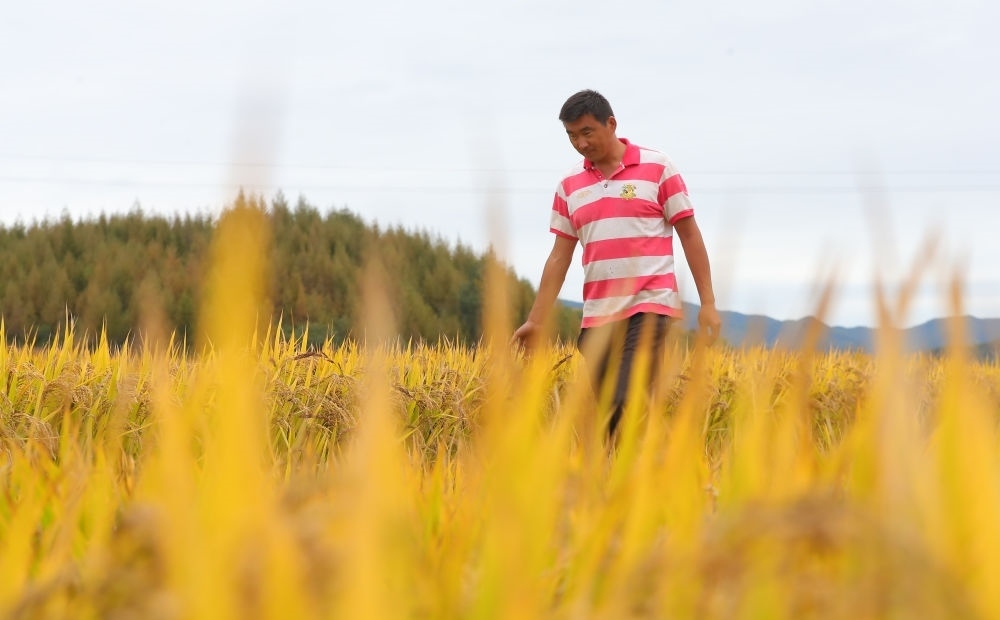 在遼寧省撫順市新賓滿族自治縣新賓鎮(zhèn)的水稻田里，農(nóng)民丁輝查看水稻成熟情況（2023年9月25日攝）。新華社記者 楊青 攝