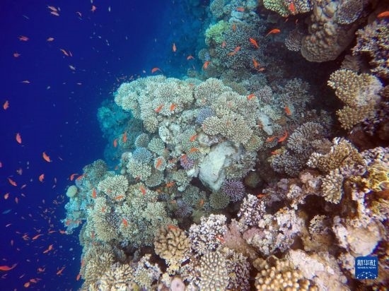  這是10月2日在埃及西奈半島達哈布藍洞內(nèi)拍攝的珊瑚和魚類。新華社記者 隋先凱 攝