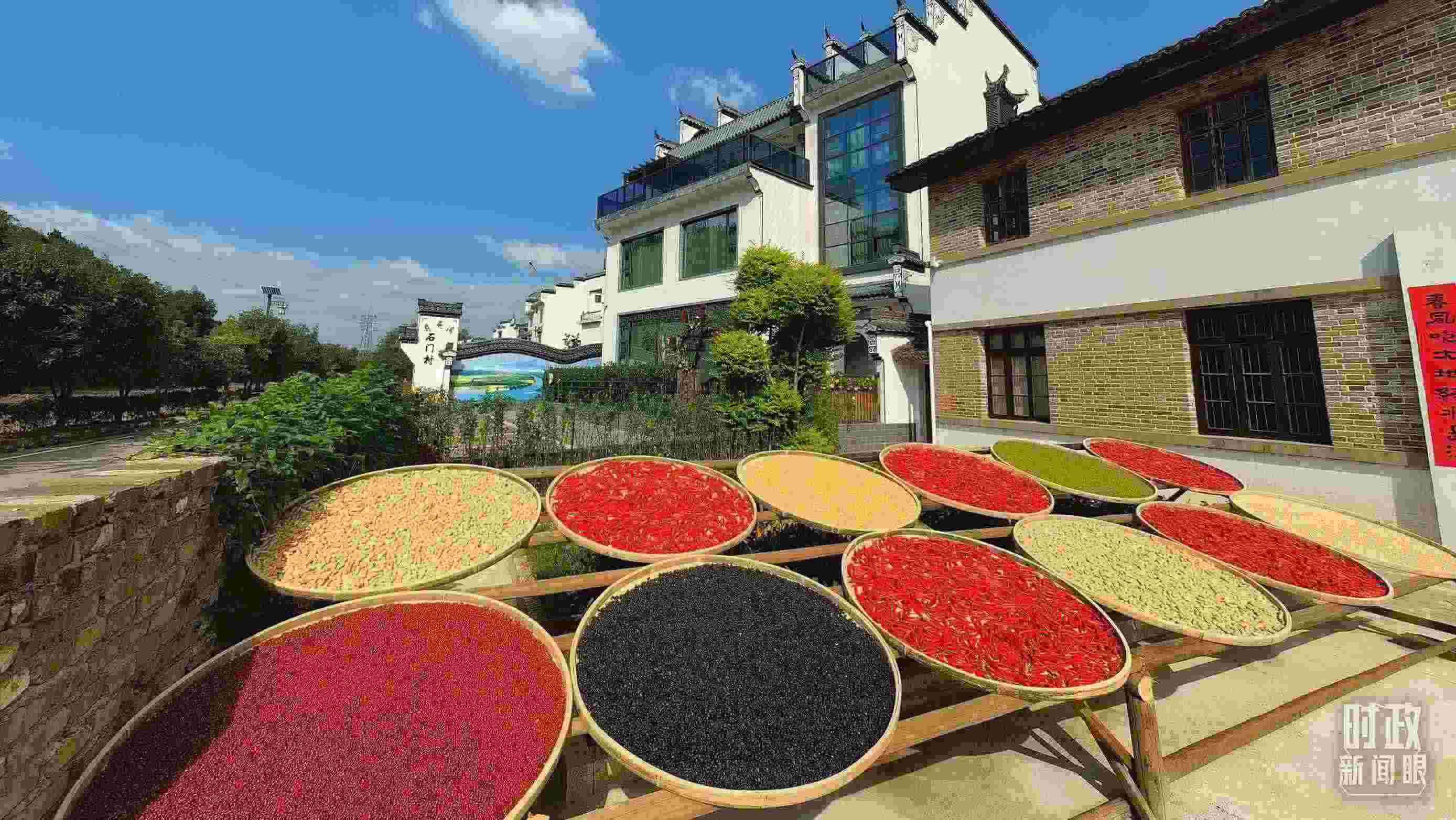 △曬秋農俗成為婺源鄉(xiāng)村的一道美麗風景。（總臺央視記者段德文拍攝）