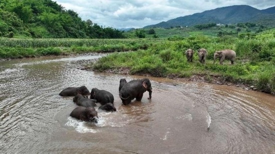 野生亞洲象組團(tuán)泡澡降溫解暑。何有剛攝