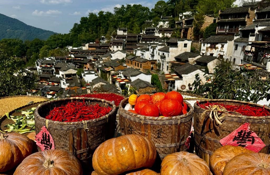 近日拍攝的江西省上饒市婺源縣篁嶺村曬秋畫面。新華社記者 胡晨歡 攝