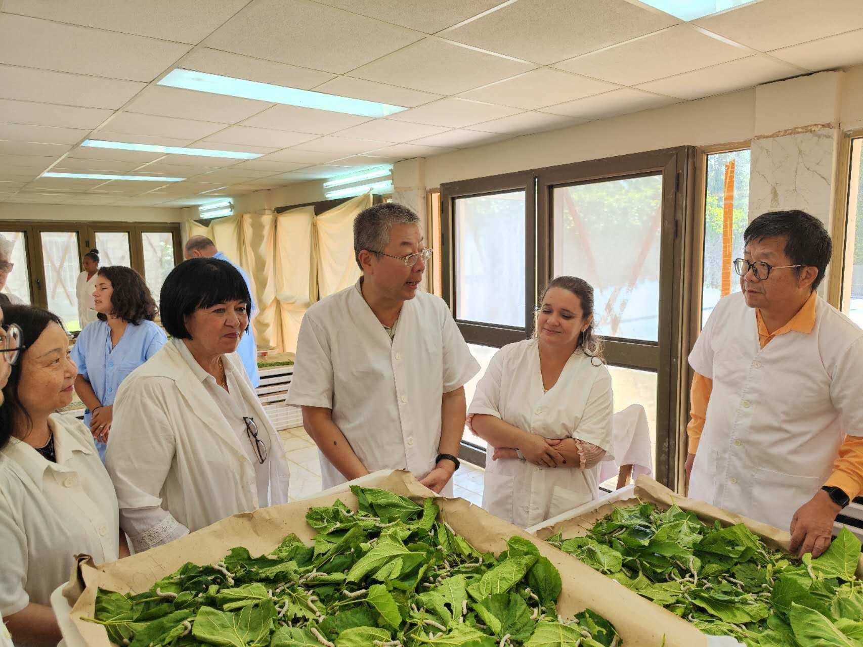 2023年5月23日，中國駐古巴大使馬輝考察古中蠶桑科技合作中心。來源：中國駐古巴大使館官網(wǎng)