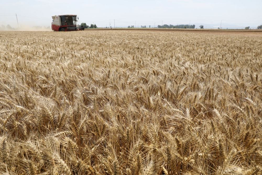 河南省焦作市溫縣黃河街道張王莊村村民駕駛收割機在田間收獲小麥（2023年6月6日攝）。新華社發(fā)（徐宏星 攝）
