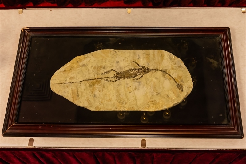 潛龍化石。國家文物局供圖