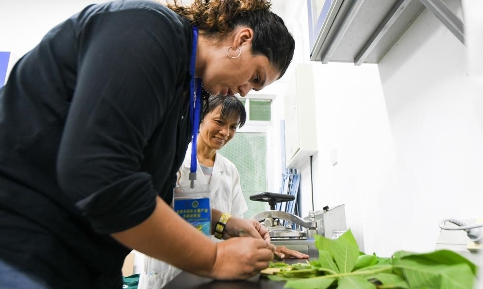 9月17日，來自哥倫比亞的研修班學(xué)員埃文·奧拉亞（左）在中國(guó)專家的指導(dǎo)下學(xué)習(xí)實(shí)操木薯組培快速繁育技術(shù)。