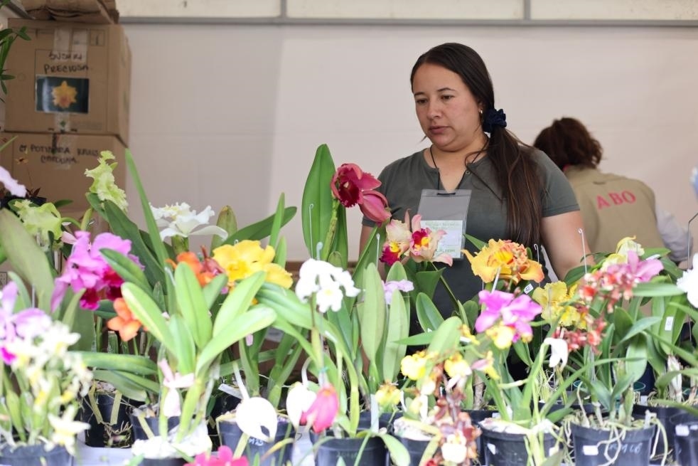 9月14日至17日，哥倫比亞首都波哥大舉辦蘭花展。