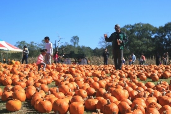  2020年10月31日，在美國新奧爾良市，人們?cè)谀瞎限r(nóng)場里玩耍。新華社發(fā)（魏蘭攝）