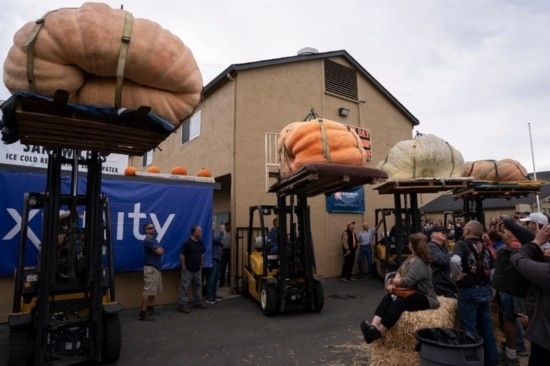  10月9日，在美國加利福尼亞州圣馬特奧縣半月灣舉行的南瓜稱重大賽現(xiàn)場，人們圍觀參賽的南瓜。新華社發(fā)（李建國攝）