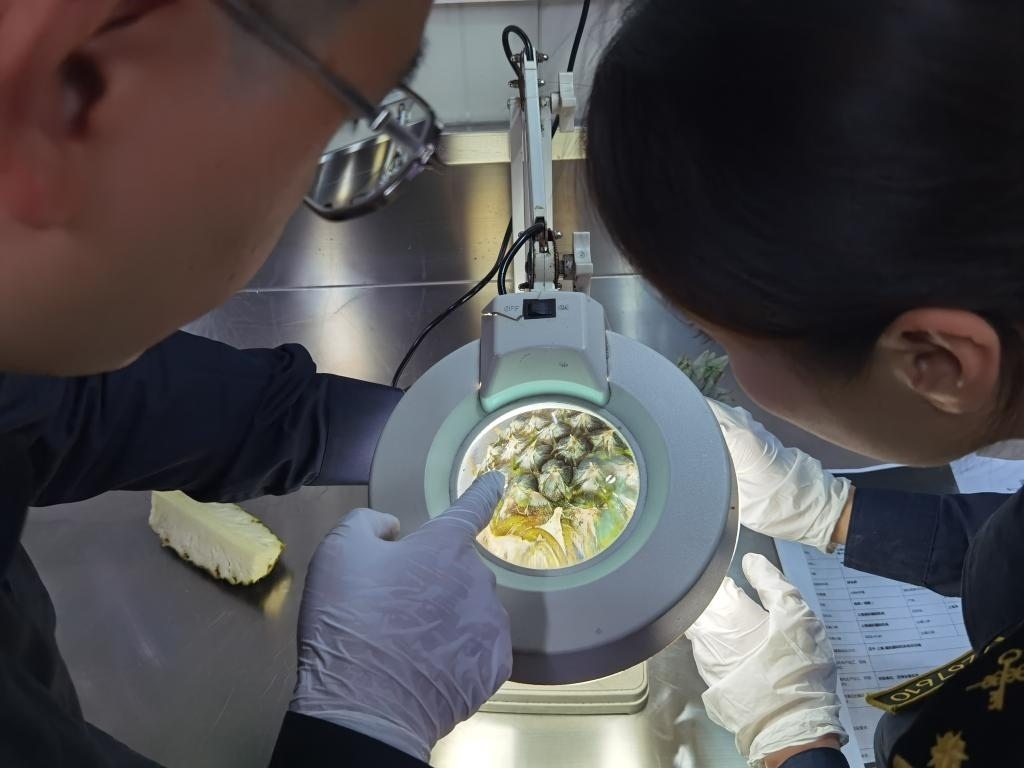 11月3日，上海海關關員對首批入境中國、參展第六屆進博會的貝寧菠蘿進行檢驗檢疫。新華社記者 吳宇 攝