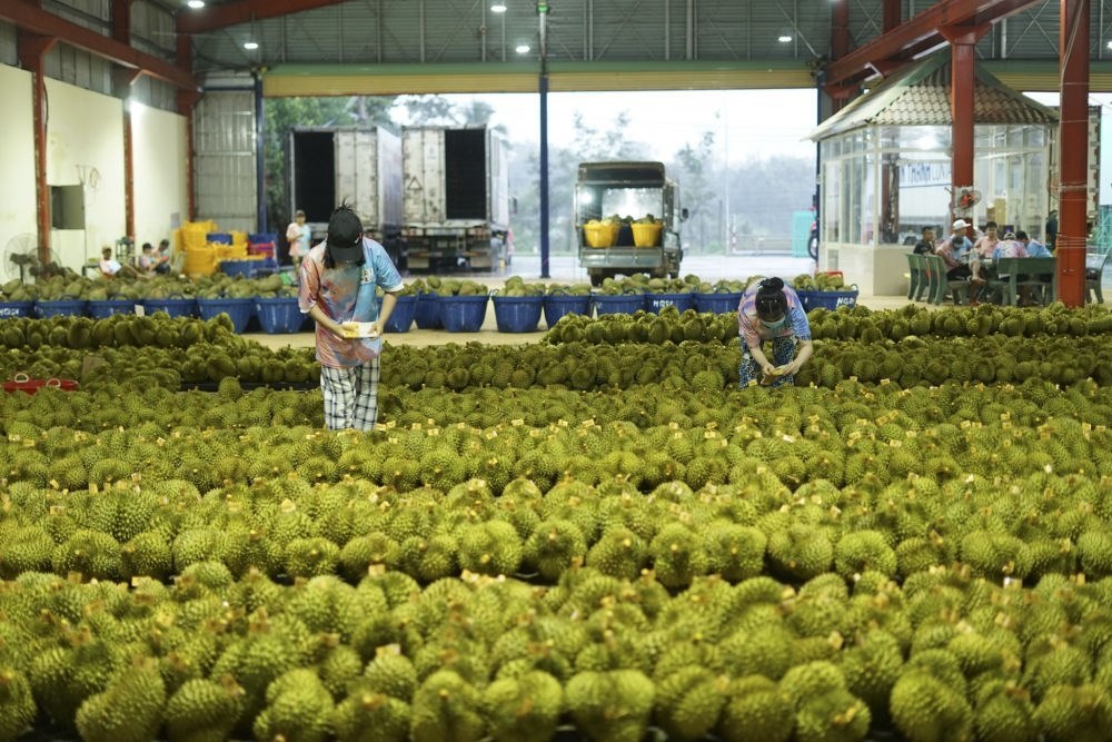 2023年9月15日，在越南多樂省一家榴蓮加工廠，工人在給即將出口到中國的榴蓮包裝貼牌。隨著《區(qū)域全面經(jīng)濟(jì)伙伴關(guān)系協(xié)定》紅利釋放，中國—東盟貿(mào)易規(guī)模進(jìn)一步擴(kuò)大。越來越多東盟國家的優(yōu)質(zhì)水果便捷地進(jìn)入中國市場，走上消費(fèi)者的餐桌。