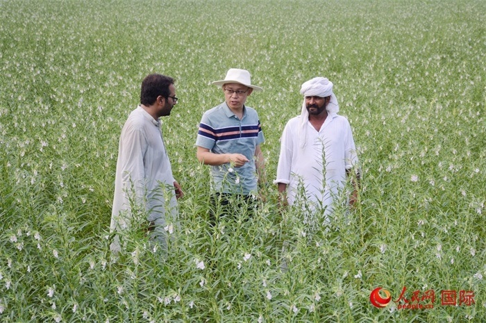 中巴經(jīng)濟(jì)走廊農(nóng)業(yè)合作中心負(fù)責(zé)人席建龍（中）與巴基斯坦當(dāng)?shù)剞r(nóng)戶在芝麻種植園交流作物生長情況。人民網(wǎng)記者薩義德·邁赫迪攝