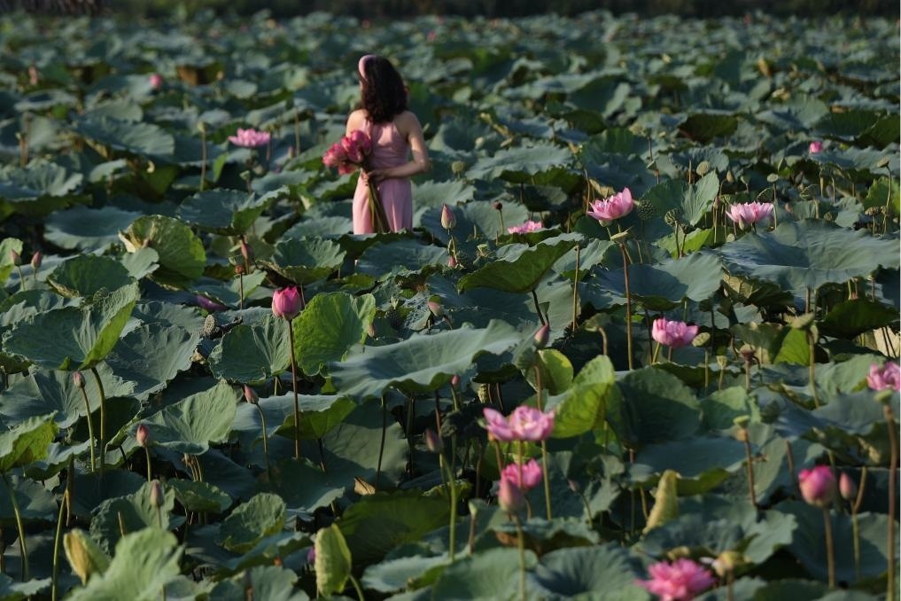 這是2020年7月15日，一名女子在越南首都河內(nèi)西湖畔的荷花叢中留影。