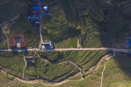 漠源鄉(xiāng)西柚基地。將樂縣農(nóng)業(yè)農(nóng)村局供圖