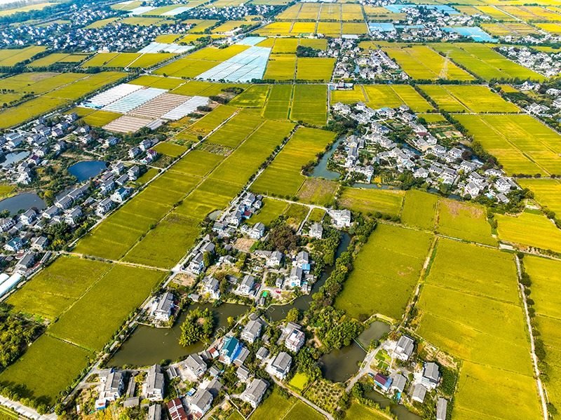 2023年10月22日，浙江海寧市黃灣鎮(zhèn)，金秋時節(jié)，金黃色的稻田與美麗鄉(xiāng)村構(gòu)成一幅寧靜祥和的畫卷。