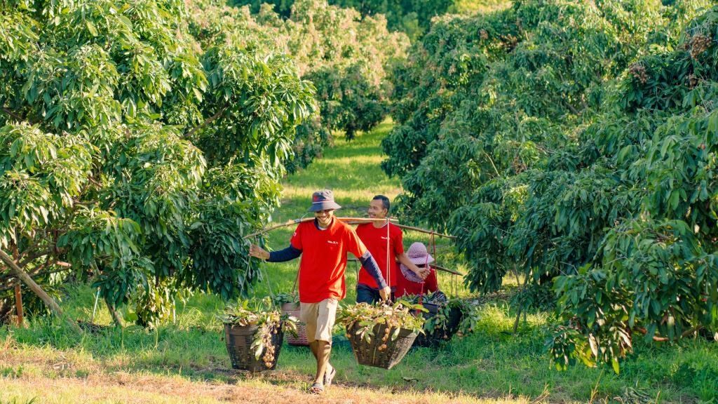 2023年10月，泰國尖竹汶府的龍眼種植園內(nèi)，采果工人正在運輸新采摘的龍眼。（黎銀成攝 新華社發(fā)）
