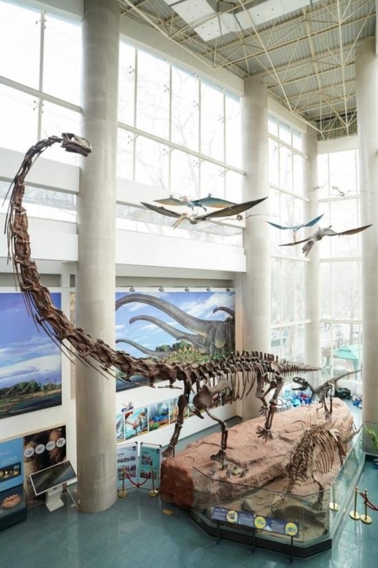 南京古生物博物館展出的馬門溪龍模型。新華社記者李博 攝