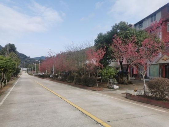 道路兩旁的山櫻花。將樂縣農(nóng)業(yè)農(nóng)村局供圖