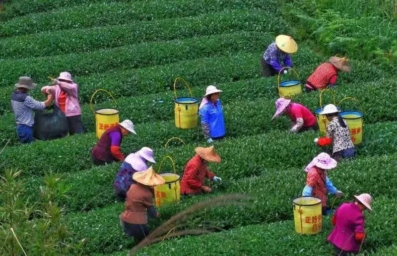 △軍營村茶農(nóng)在茶園采茶。