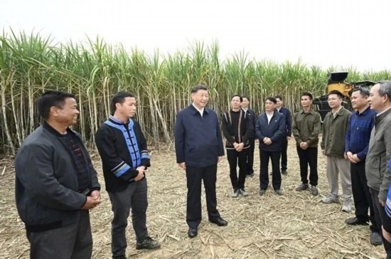 2023年12月14日，習(xí)近平總書記在廣西來賓市國家現(xiàn)代農(nóng)業(yè)產(chǎn)業(yè)園黃安優(yōu)質(zhì)“雙高”糖料蔗基地考察。