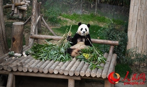 “福寶”享用新鮮的竹子。人民網(wǎng) 李帆攝