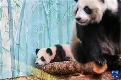 這是3月8日在俄羅斯莫斯科動物園拍攝的大熊貓“喀秋莎”（左）和媽媽“丁丁”。新華社記者 曹陽 攝