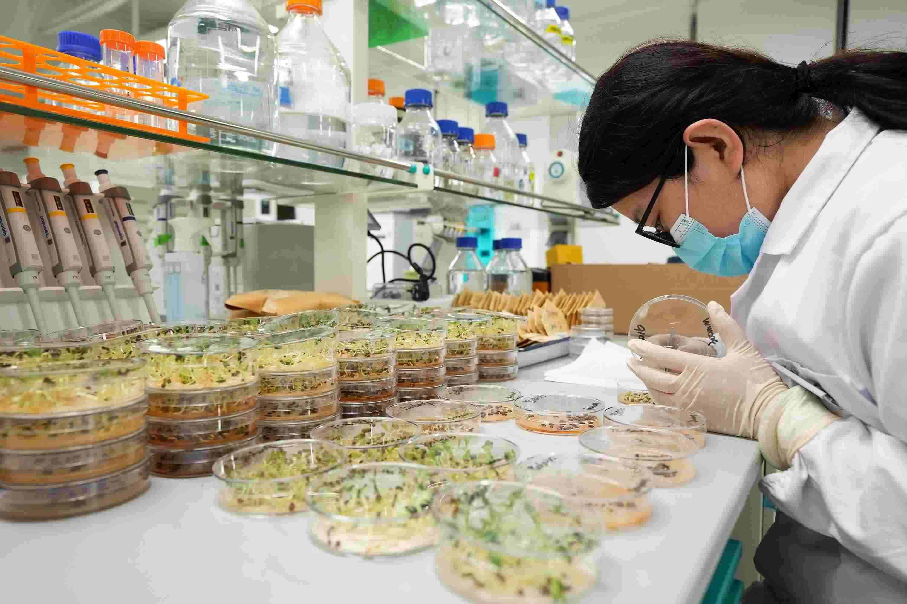 △ 海南三亞崖州灣科技城的崖州灣種子實(shí)驗(yàn)室，科研人員正在觀察種子樣本。