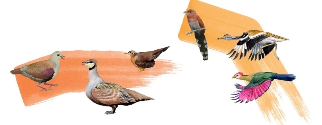 鴿鴇類。浙江大學(xué)供圖