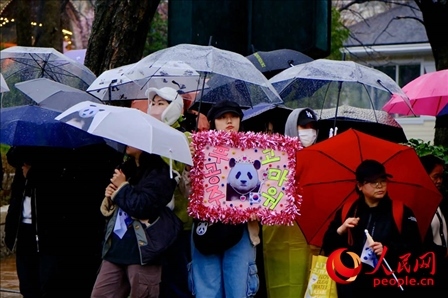 因“福寶”獲得力量和慰藉的年輕粉絲。 人民網(wǎng) 李帆攝