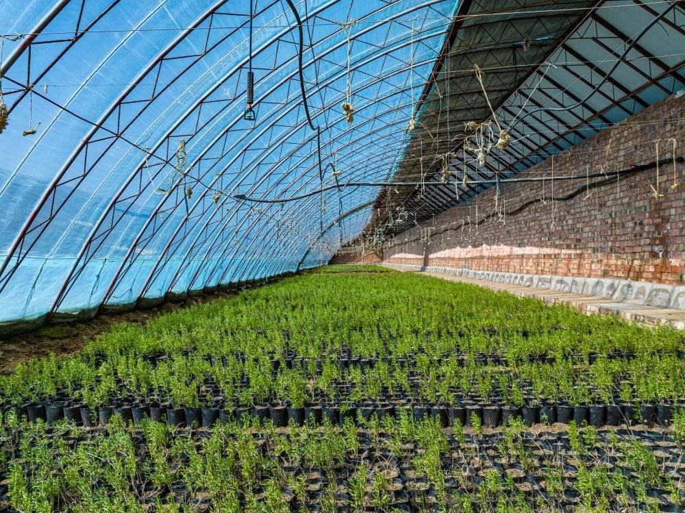 △內(nèi)蒙古一苗圃正在育苗。今年內(nèi)蒙古將投資2200萬元保障“三北”工程種苗供應(yīng)，助力打好“三北”工程攻堅戰(zhàn)。