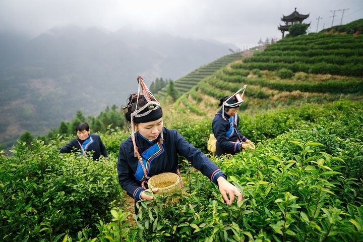惠明茶采摘。供圖 共享聯(lián)盟·景寧