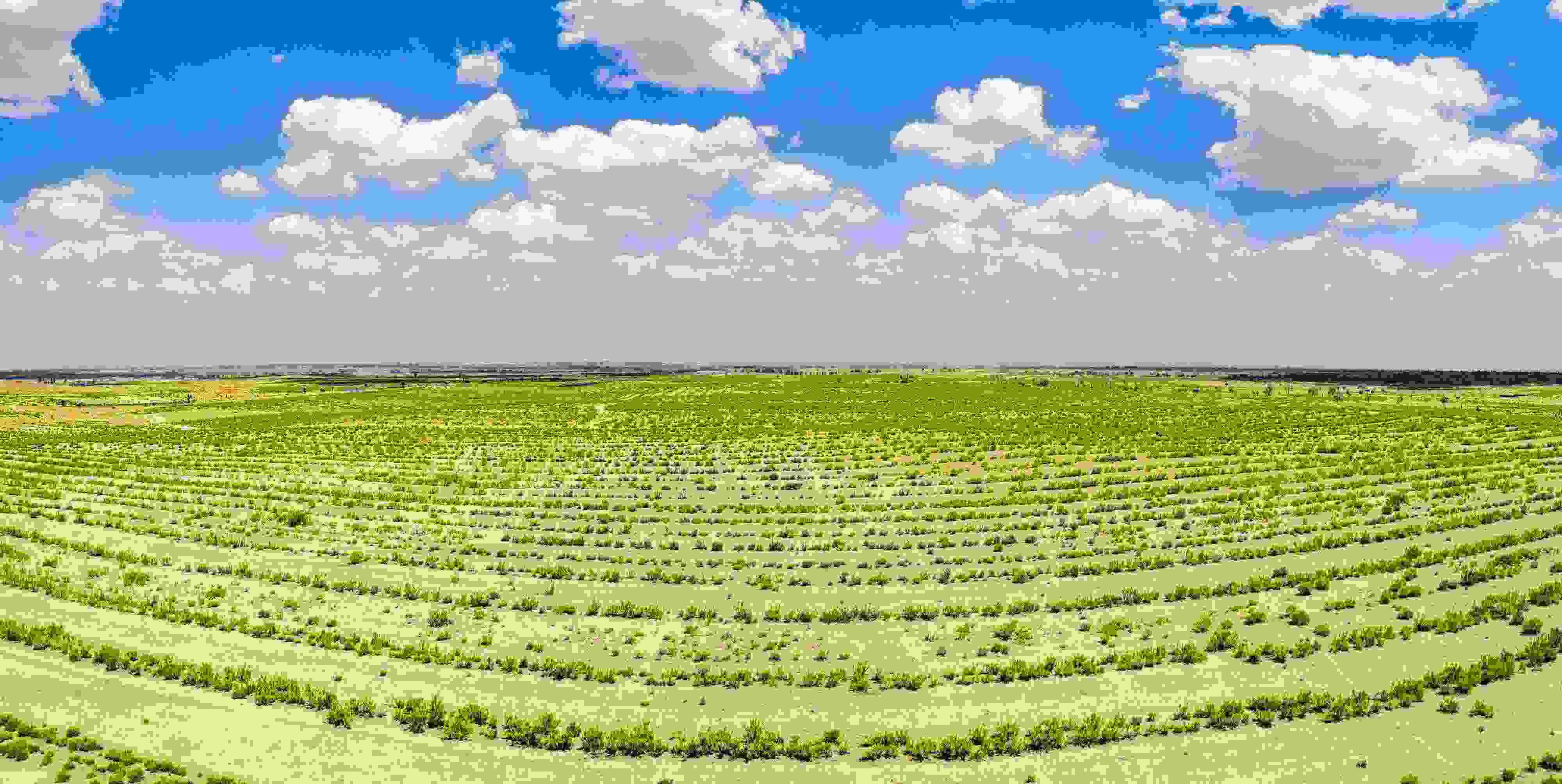 2023年6月7日，內(nèi)蒙古鄂爾多斯，毛烏素沙漠。