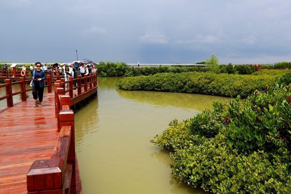 △2023年6月13日，人們在廣東湛江市麻章區(qū)金牛島觀賞紅樹林。