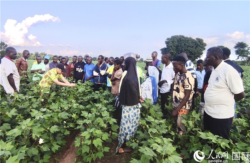 當?shù)孛揶r(nóng)紛紛向中國專家學(xué)習技術(shù)。人民網(wǎng)記者 黃培昭攝