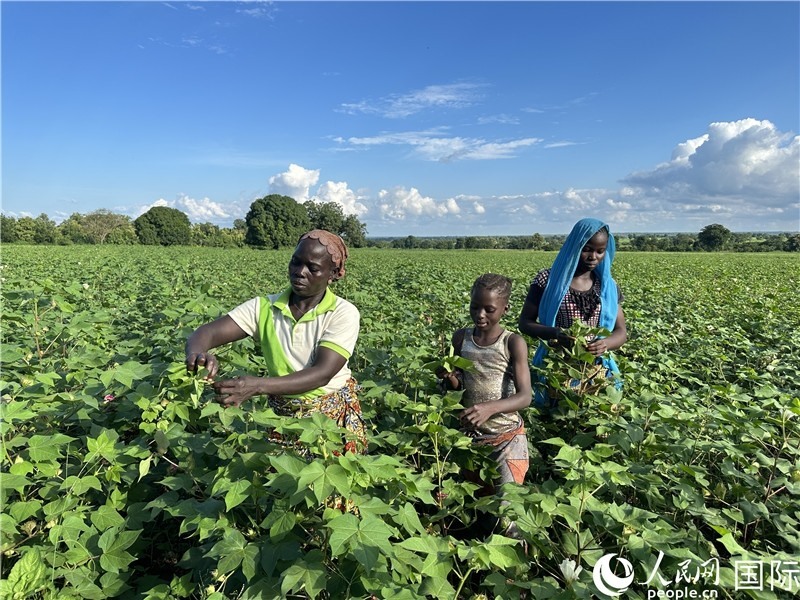 當?shù)孛揶r(nóng)在麥田里勞作。人民網(wǎng)記者 黃培昭攝