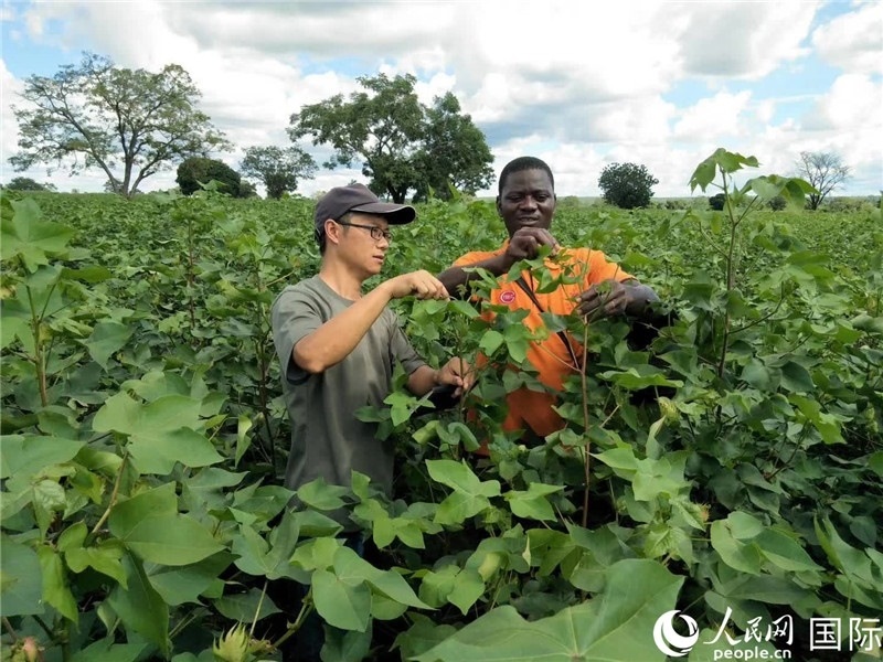 首小勇指導(dǎo)當?shù)剞r(nóng)民種植棉花。人民網(wǎng)記者 黃培昭攝