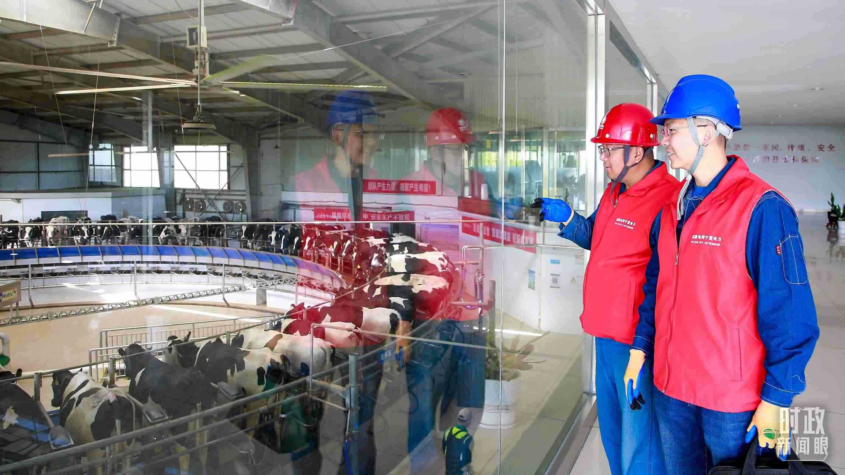  △寧夏銀川，電力員工深入奶牛養(yǎng)殖企業(yè)，助力數(shù)智化養(yǎng)殖。（圖/視覺中國）