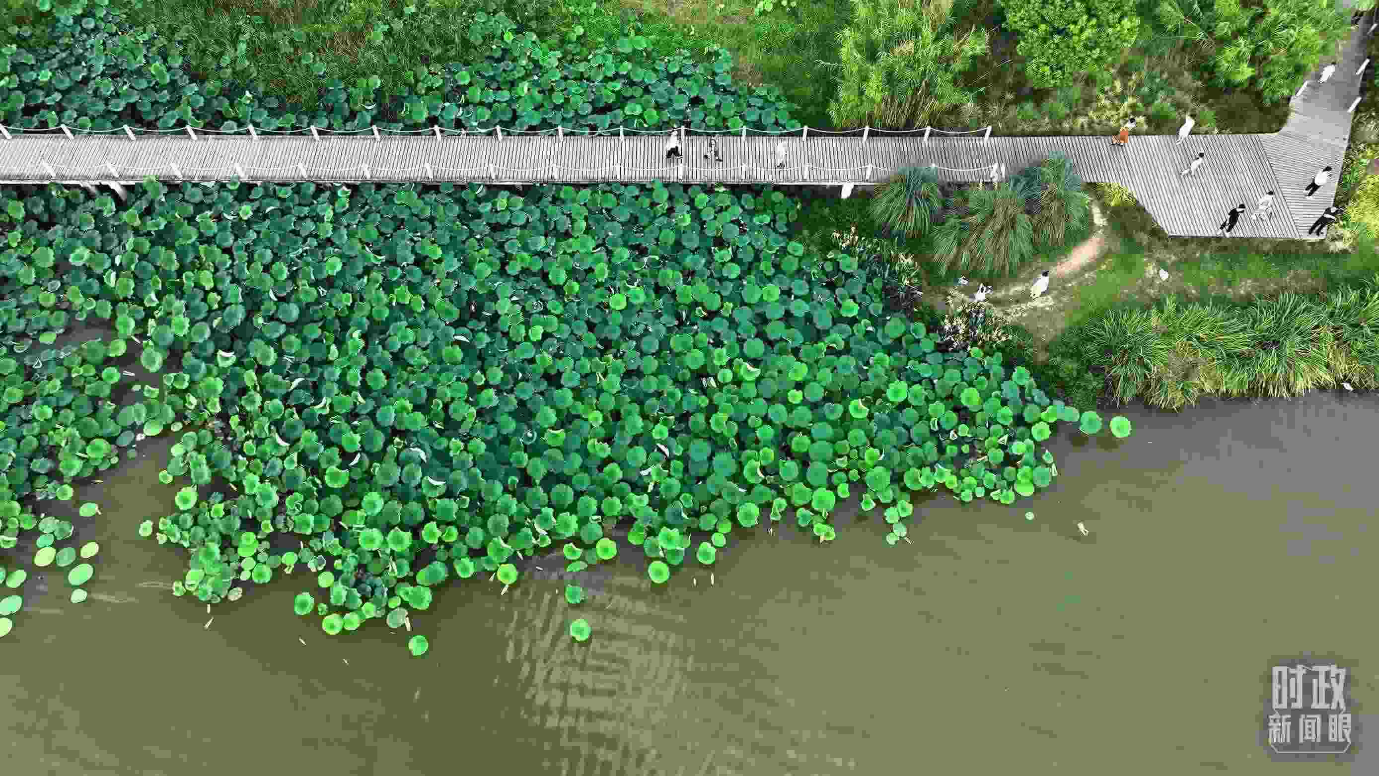 △陜西漢中天漢濕地公園內(nèi)，游人穿行，荷影婆娑。（總臺記者劉海濤拍攝）