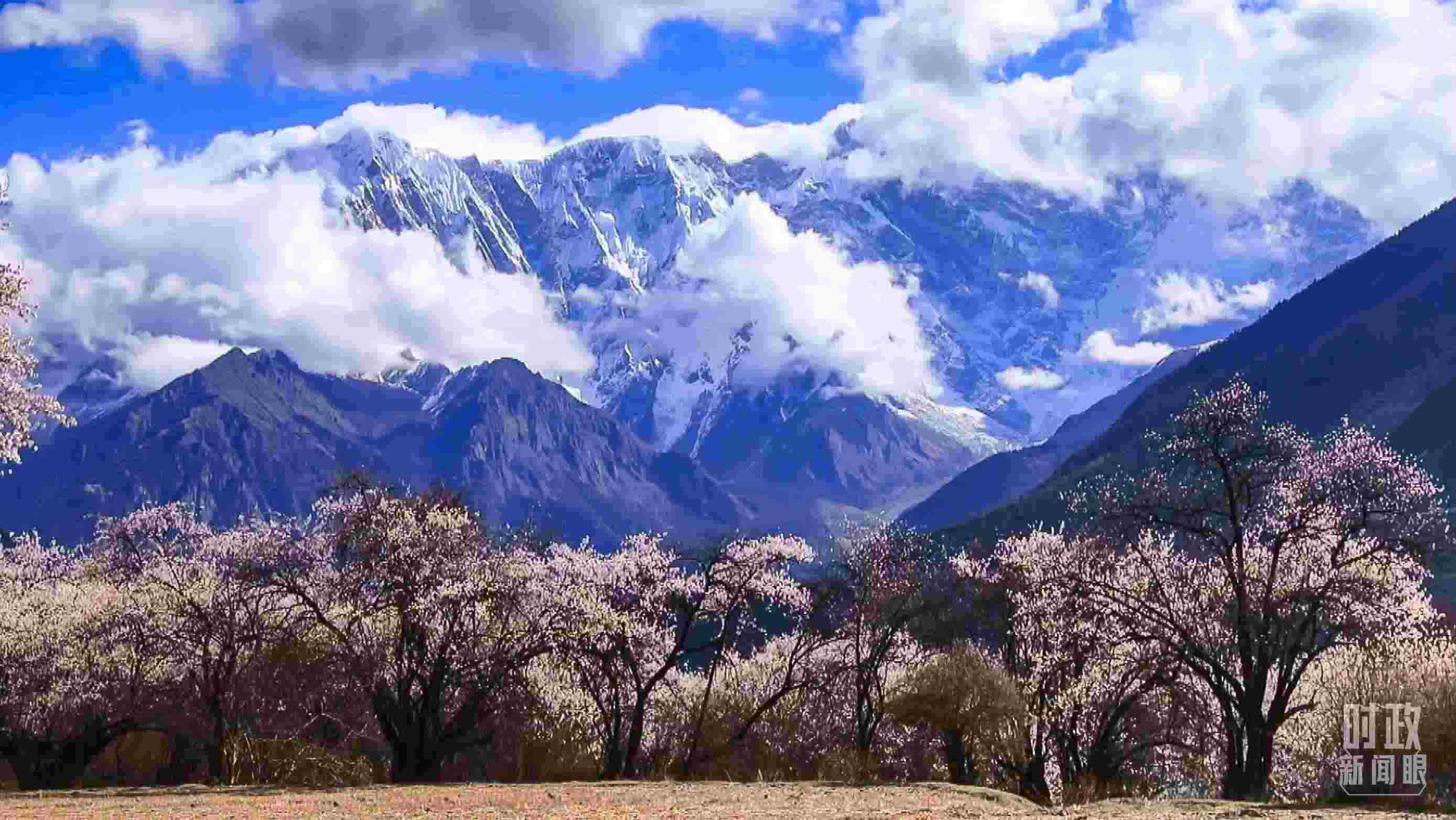 △西藏林芝。（總臺記者李旭拍攝）