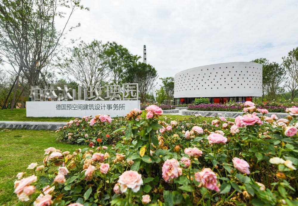 這是2024年4月22日拍攝的成都世園會(huì)主會(huì)場德國柏林冰山玫瑰園。新華社記者 王曦 攝