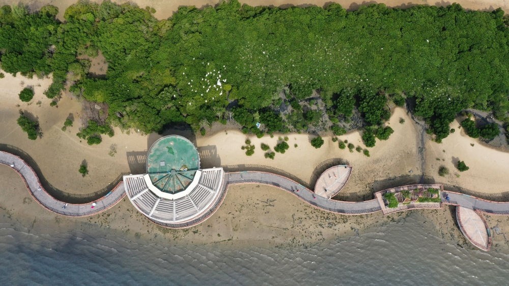 俯瞰廣東湛江市區(qū)海邊的紅樹林（2023年5月25日攝，無人機照片）。