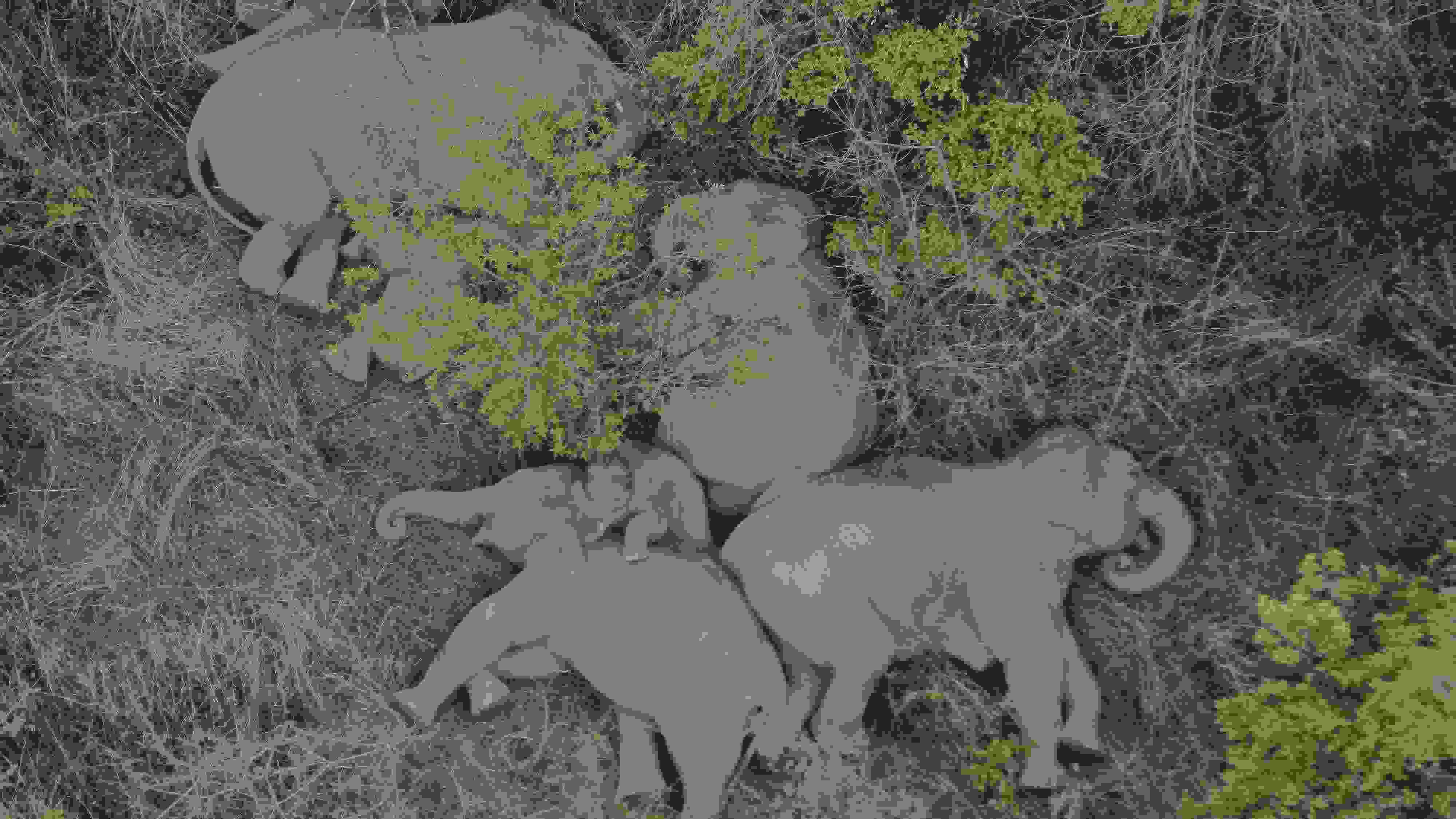 2021年6月7日，航拍顯示亞洲象群在云南省昆明市晉寧區(qū)夕陽鄉(xiāng)山林地里睡覺休息。