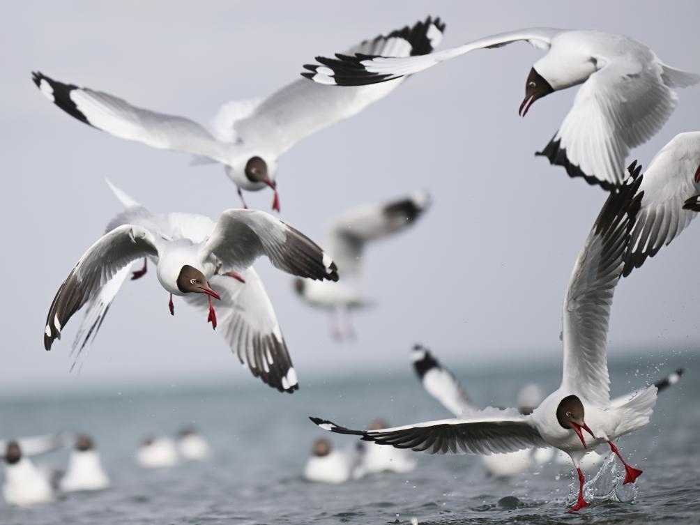 這是2023年4月13日在青海湖拍攝的棕頭鷗。新華社記者 張龍 攝