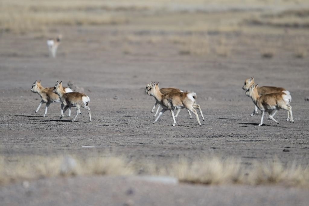 這是1月24日在青海省海北藏族自治州剛察縣哈爾蓋鎮(zhèn)境內(nèi)的草原上拍攝的普氏原羚。新華社記者 張龍 攝