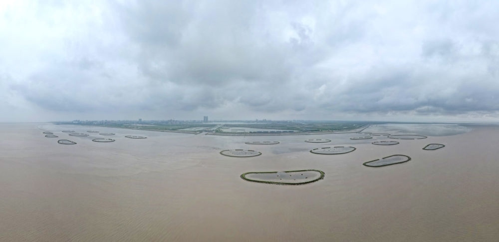 2024年5月31日，上海臨港新片區(qū)南匯嘴水域灘涂上的牡蠣礁（無人機(jī)照片）。新華社記者 方喆 攝