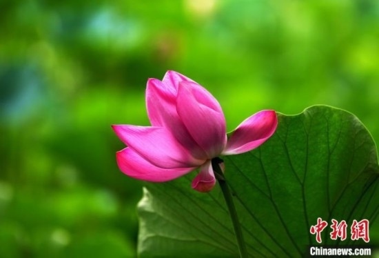 6月19日，時(shí)值一年畢業(yè)季，四川大學(xué)望江校區(qū)荷花池里的荷花盛開，成為了畢業(yè)生們的打卡圣地，吸引了眾多畢業(yè)生拍照留念。圖為盛開的荷花。中新社記者 安源 攝