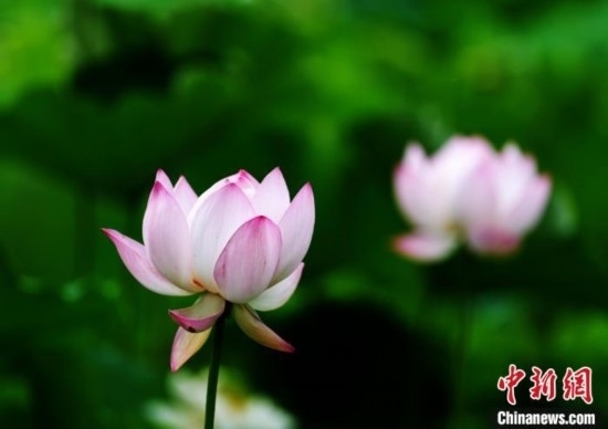 6月19日，時(shí)值一年畢業(yè)季，四川大學(xué)望江校區(qū)荷花池里的荷花盛開，成為了畢業(yè)生們的打卡圣地，吸引了眾多畢業(yè)生拍照留念。圖為盛開的荷花。中新社記者 安源 攝