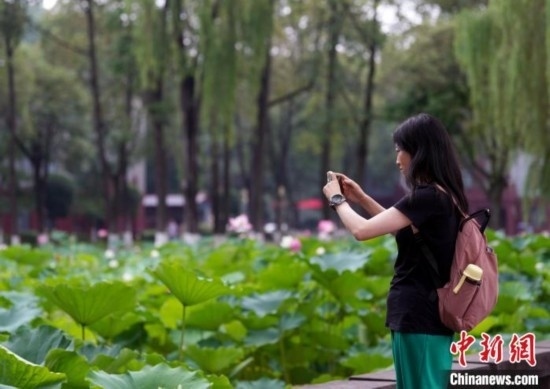 6月19日，時(shí)值一年畢業(yè)季，四川大學(xué)望江校區(qū)荷花池里的荷花盛開，成為了畢業(yè)生們的打卡圣地，吸引了眾多畢業(yè)生拍照留念。圖為畢業(yè)生在荷花池邊拍照留念。中新社記者 安源 攝
